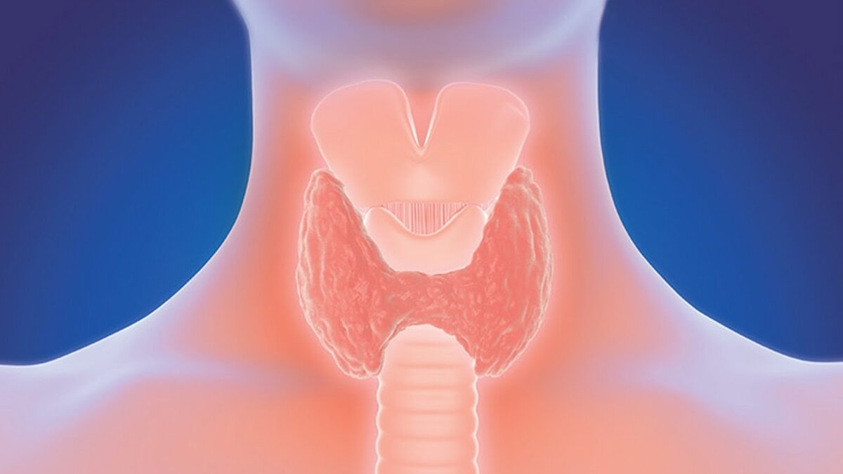 При поломке в любом звене «гипоталамус — гипофиз — щитовидная железа — органы-мишени» возникают изменения во всех без исключения системах организма человека - тиреоидные гормоны регулируют обменные процессы в тканях