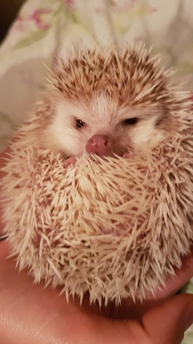 Прошу любить и жаловать -Джони "Пушок" Ежидзе.