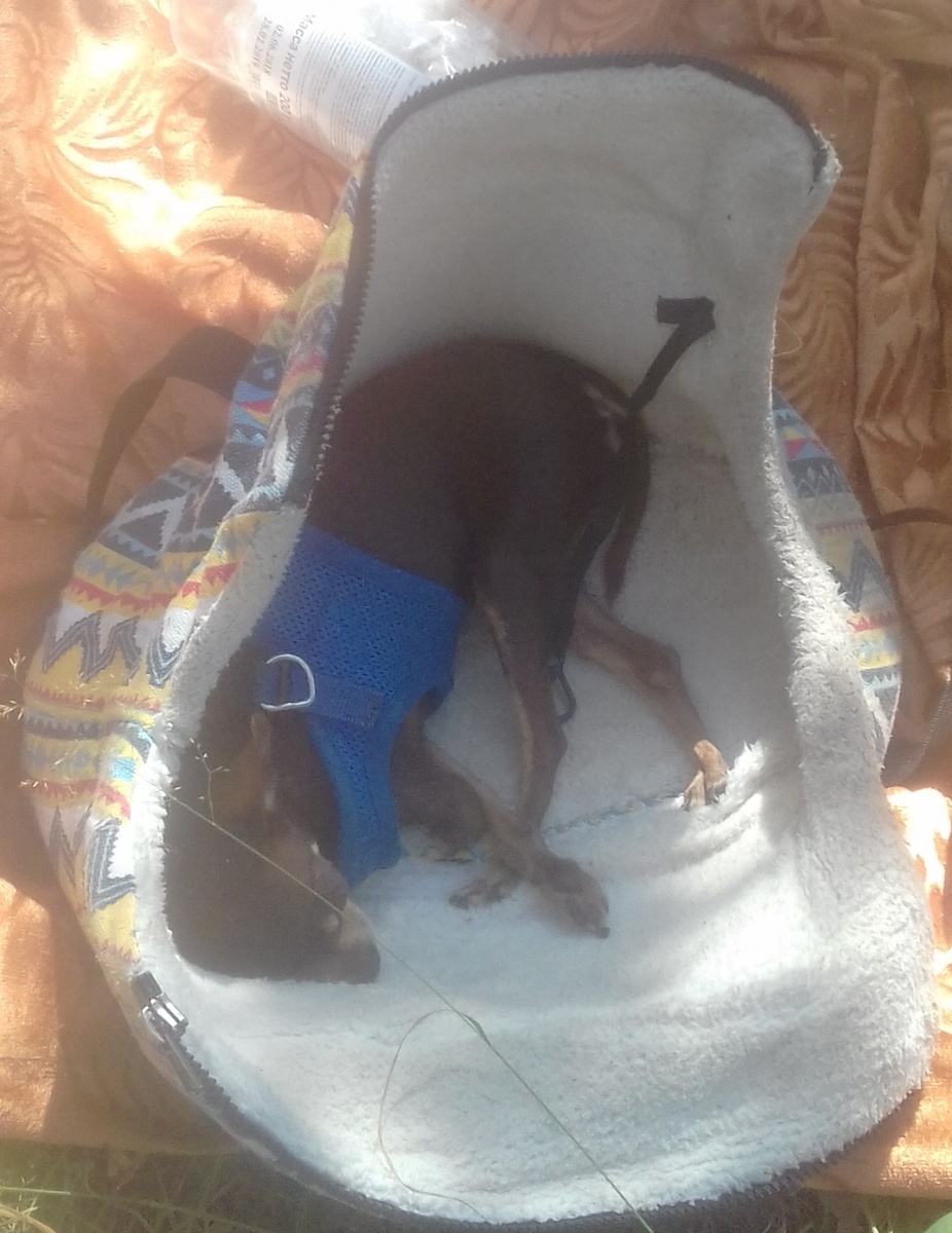 вот примерно так в сумке и дрыхнет всю дорогу