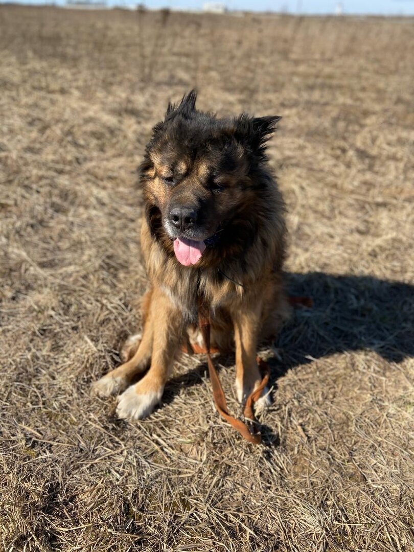 Ну чем не дракон?