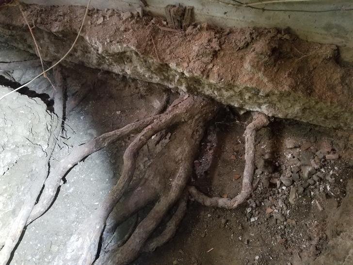 Корень под фундаментом (Источник фото: https://imgur.com/t/los_angeles/UW9w8mi)