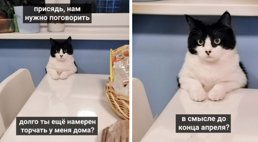 Мем с котом работай