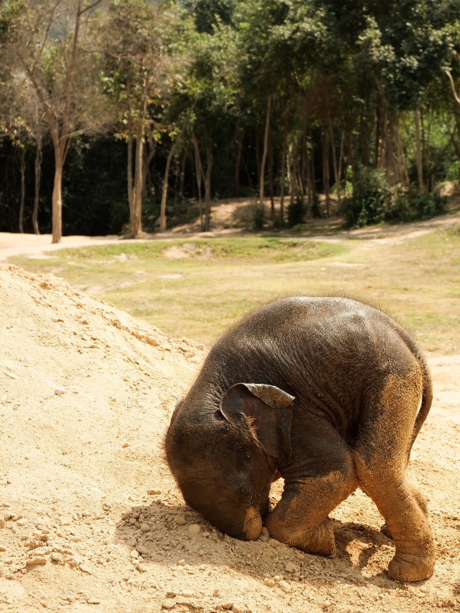 https://www.pexels.com/photo/black-elephant-on-sand-behind-trees-3691279/