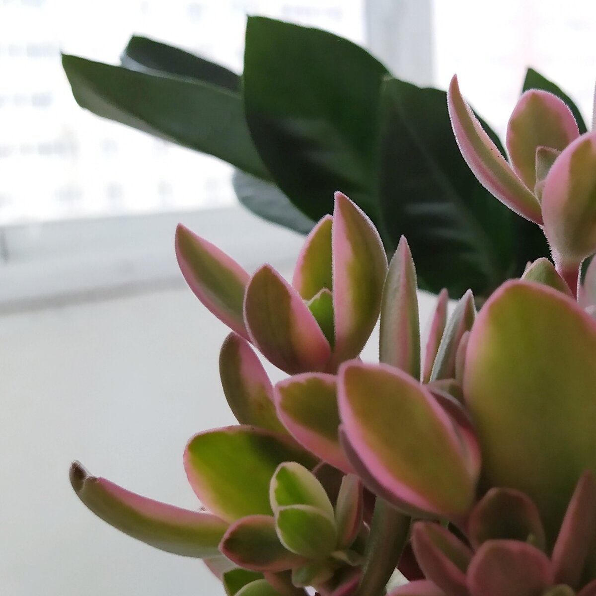 Крассула и Замиокулькас