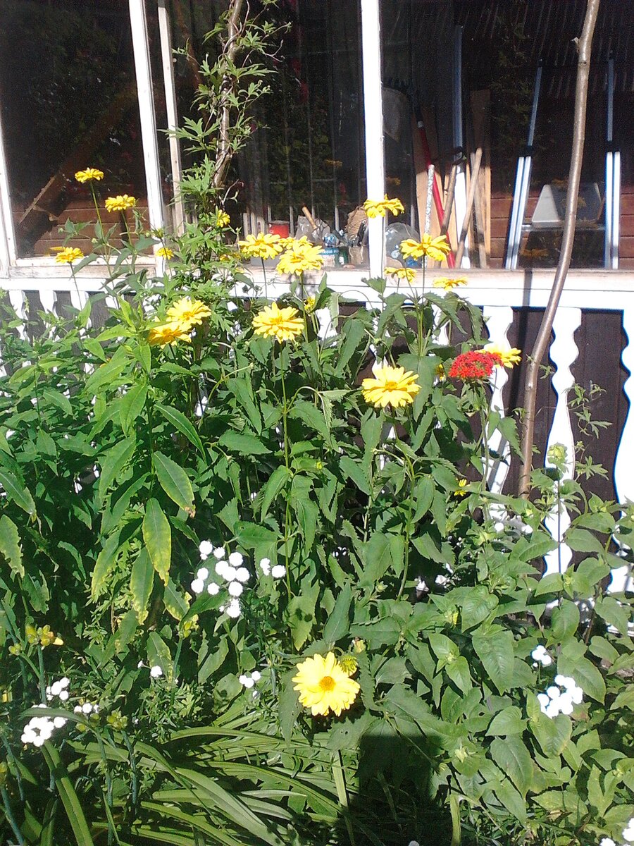 Гелиопсис в миксбордере. Из личного архива.