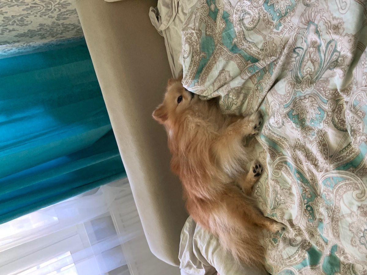 Тот момент когда завидуешь 🐕 