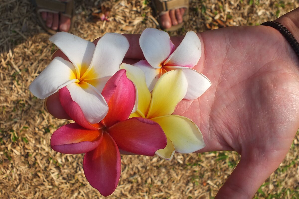 Плюмерия Plumeria d17 h100