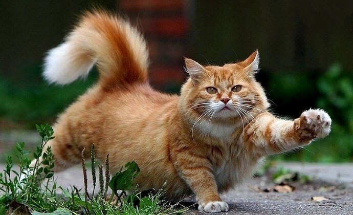 Картинка с просторов интернет по запросу котик