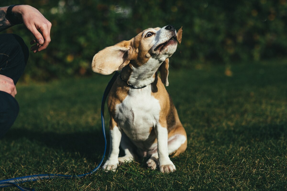 Я думаю, вы еще ни разу такого не видели - собака целует листик
