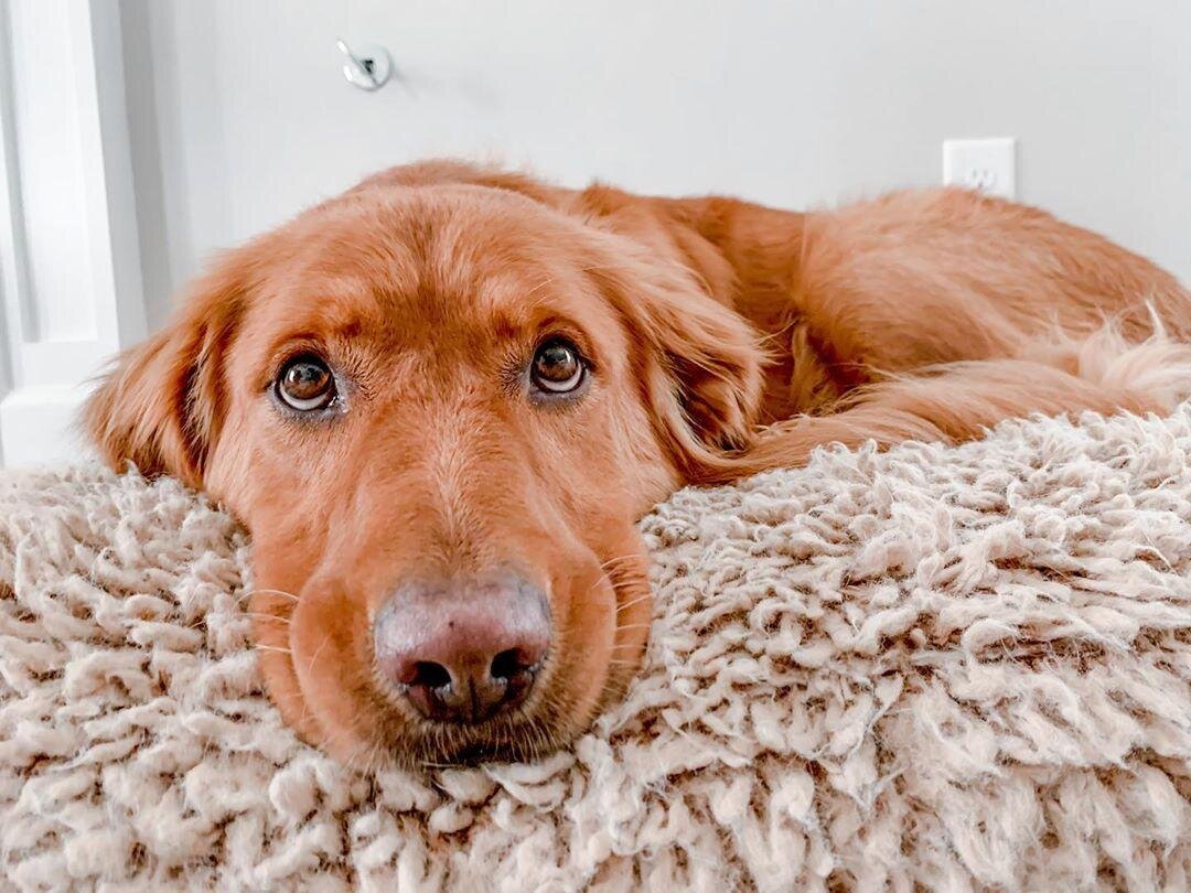 Почему собаки виляют хвостами?  Какие обычные продукты питания ядовиты для моей собаки?  Почему собаки едят какашки?  У моей собаки шишка, что это? Почему у моей собаки красный глаз?  Почему моя собака кашляет?  Почему моя собака грызет свои лапы?