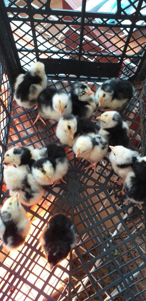 Цыплята Пушкинской породы