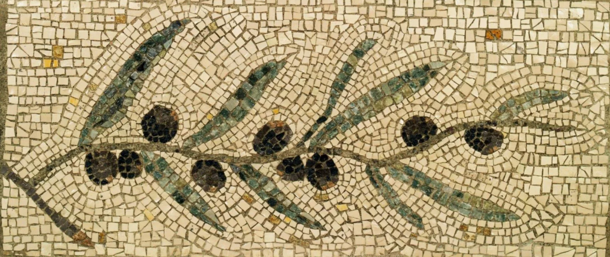 голубой египетский нильский лотос. греция оливки бугенвиллия. древнегреческие растения. флора греции. древнегреческие растения.