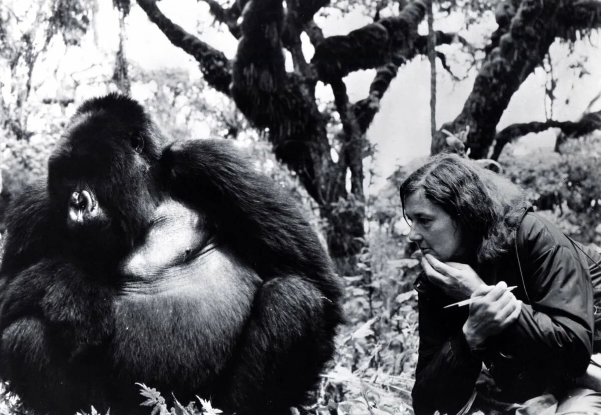 Давным давно я увидела фильм о женщине, которая спасала редких горных горилл. Он произвёл на меня сильное впечатление и мне захотелось самой увидеть этих гигантов.-2