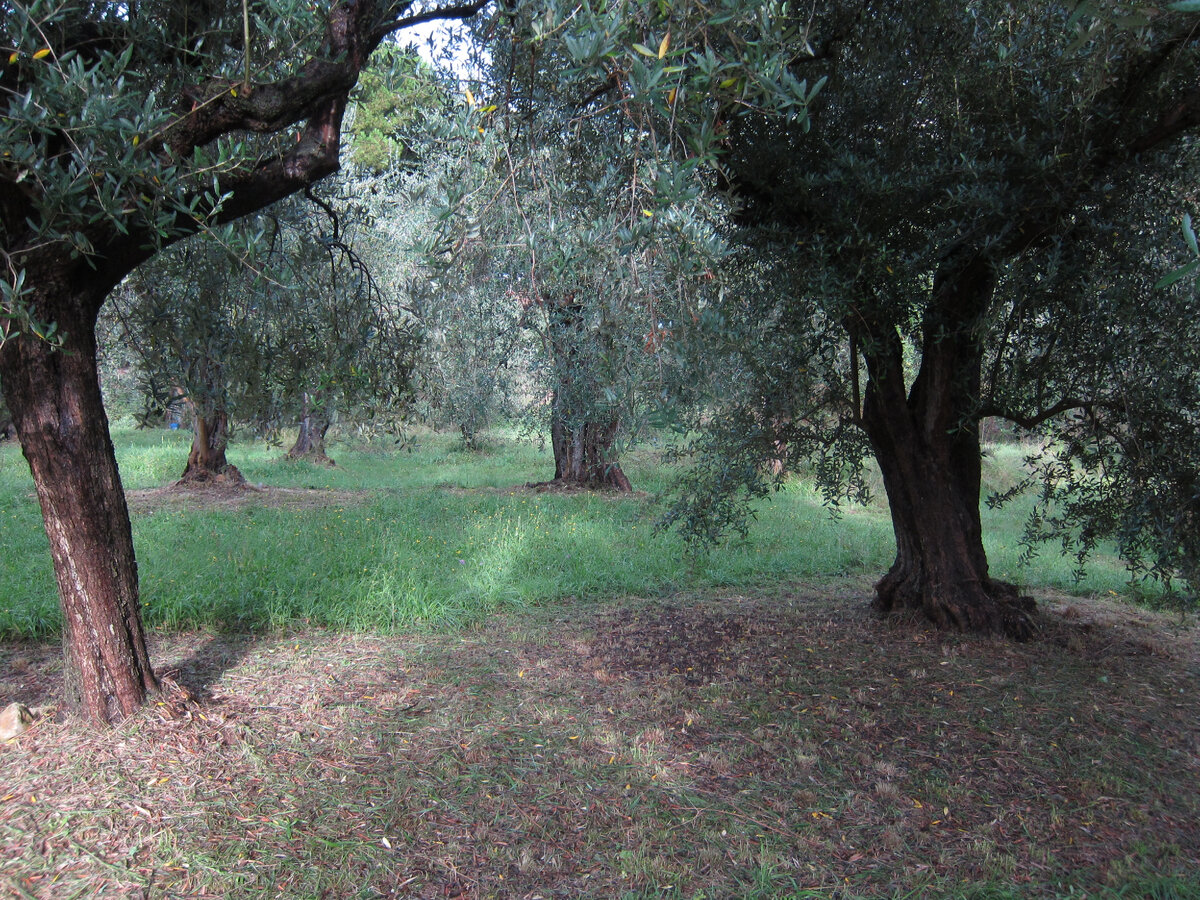 Еще и зайцы не равнодушны к коре олив и от оленей надо оберегать деревья, там где есть эти животные.
