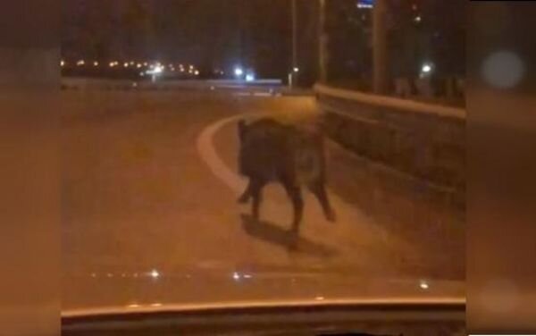 Источник фото: скриншот видео паблика "Это Ростов, детка! Типичный Ростов-на-Дону"