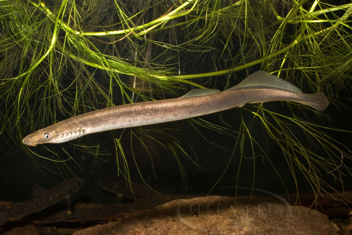 Минога ручьевая Сибирская