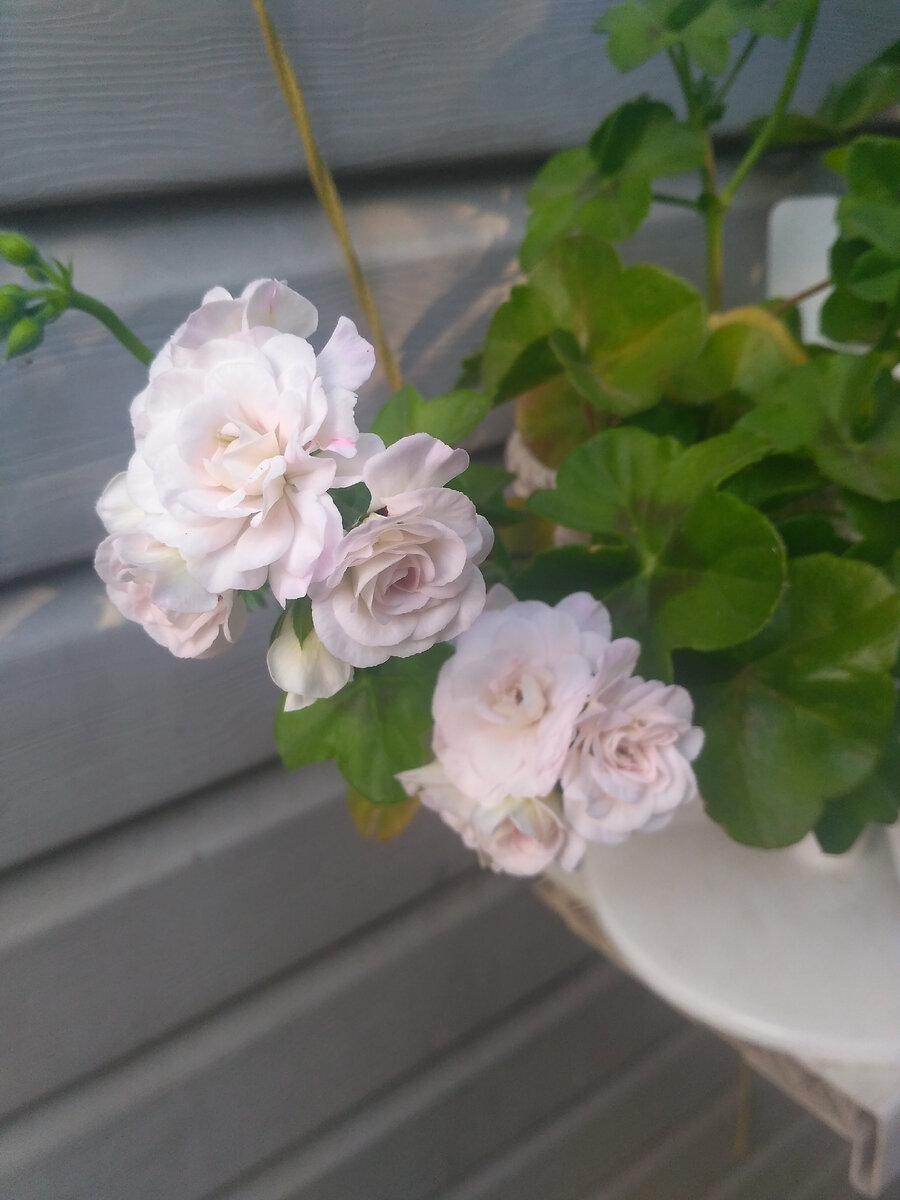 Пеларгония 'PAC Viva Carolina' (мой куст)