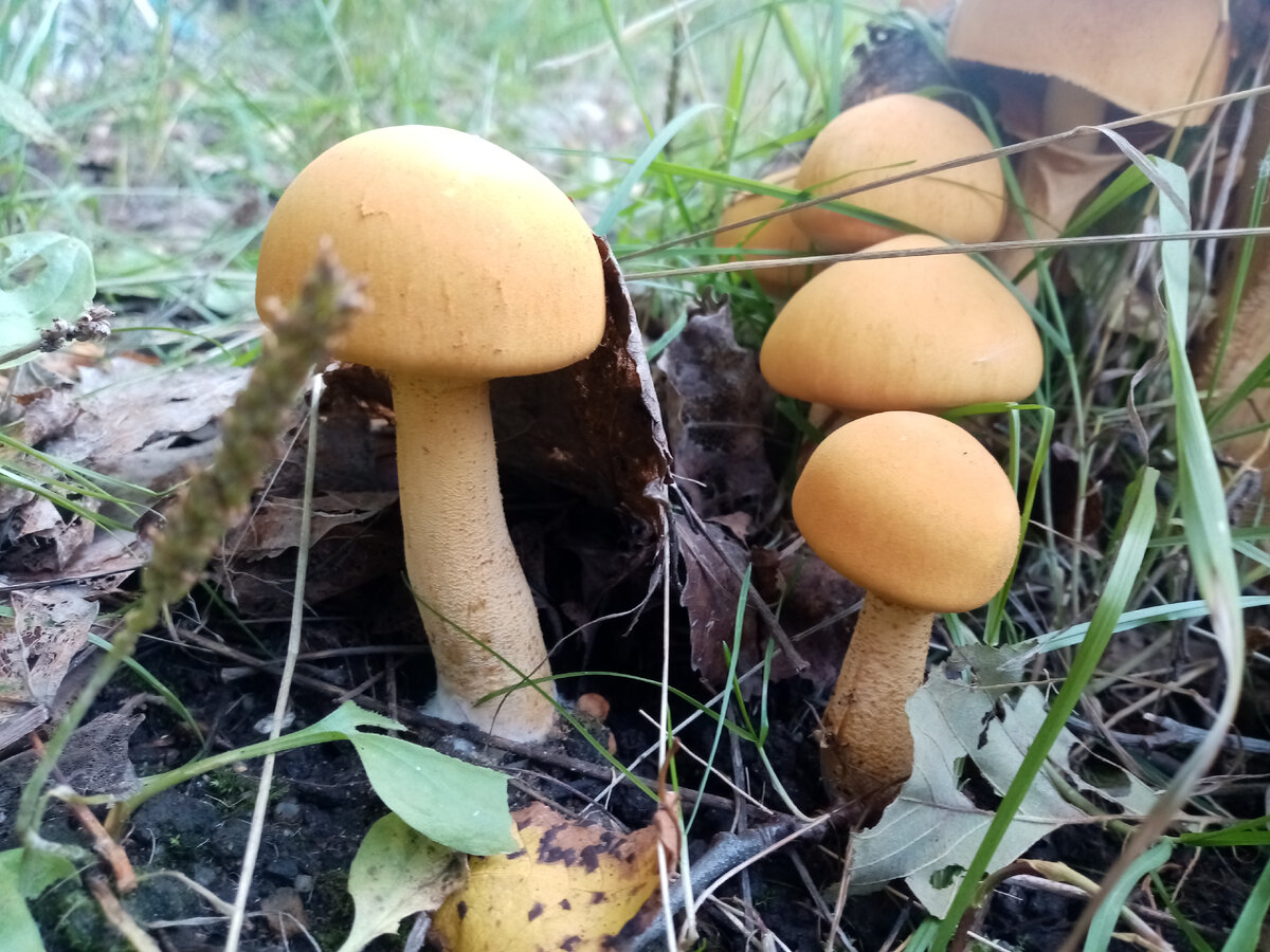 Pin di Mushroom