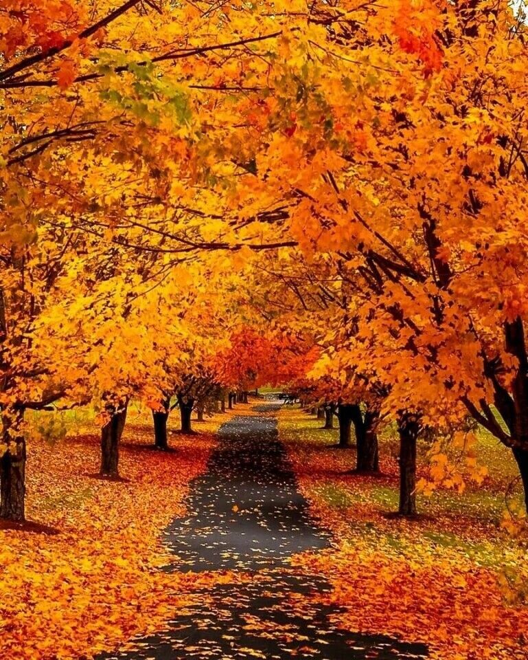 Люблю городские парки осенью. Особенно, если они ухоженные. Фото из открытых источников сети Интернет