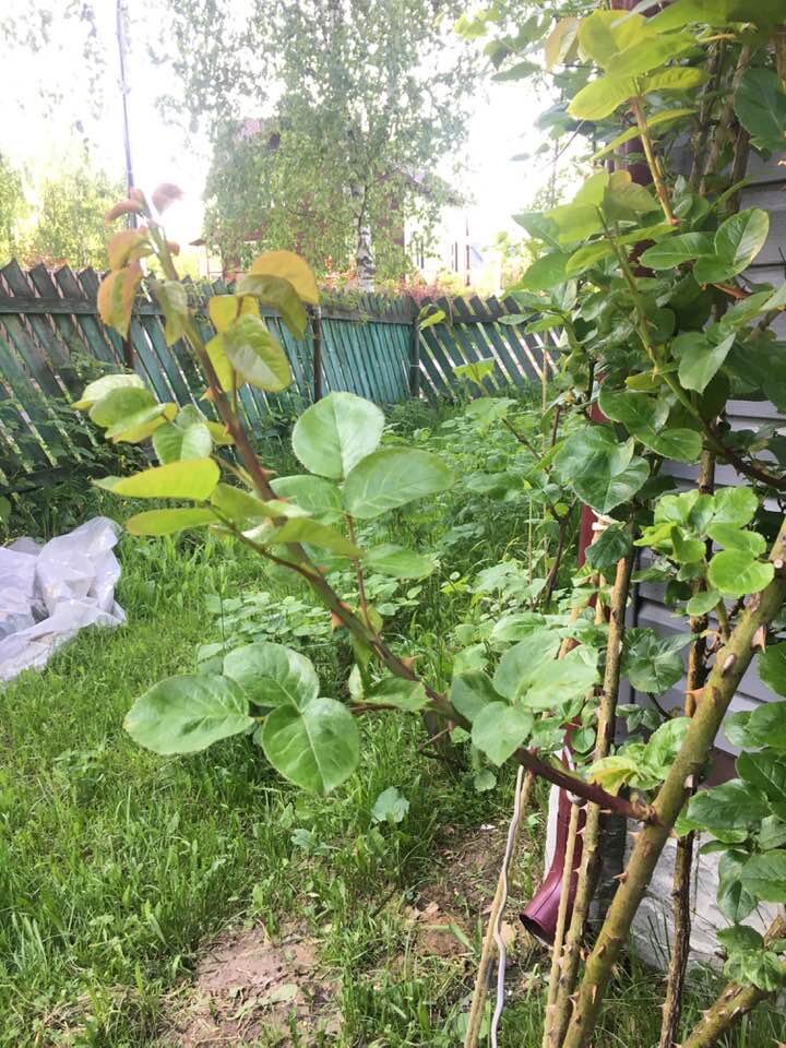 черенок. фото автора