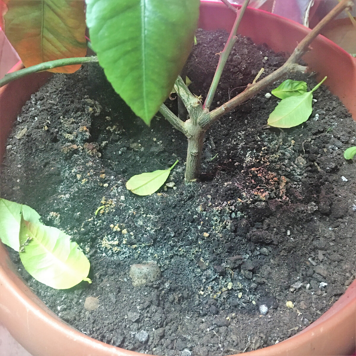 Белый налет в почве у лимона. Его отдали знакомые - говорят, не хочет расти и все время болеет. Завтра буду спасать)