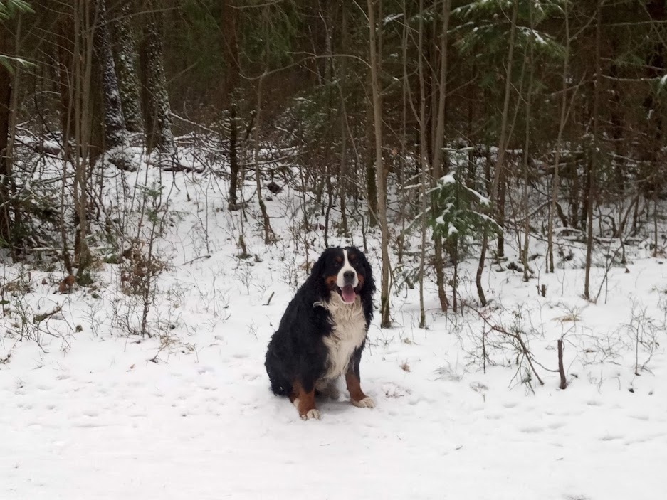 Марс выполняет команду сидеть.