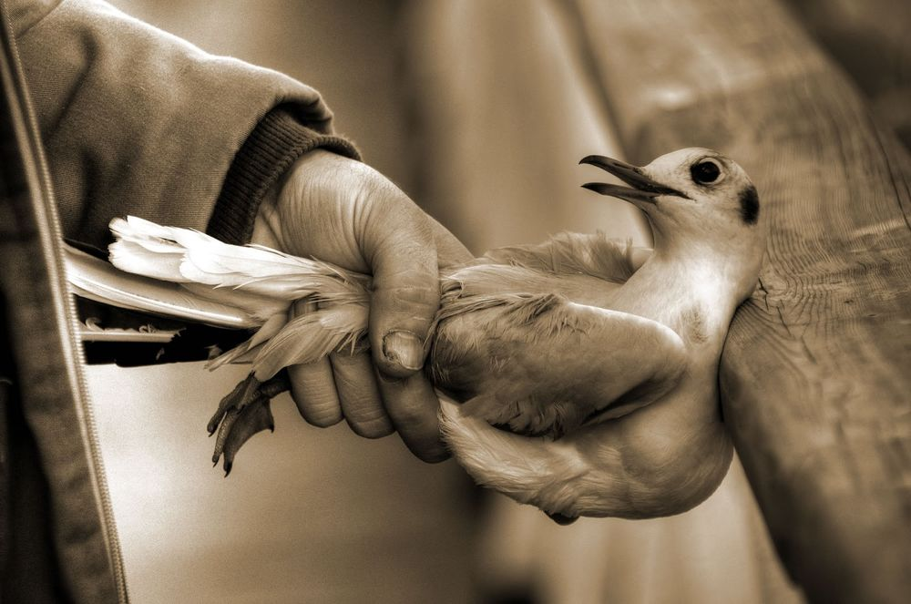 День человека птицы. Птица на руке. Птица на ладони. Рука держит птицу. Человек с птицей на руке.