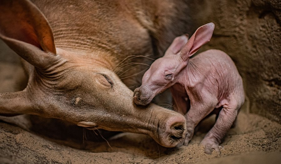 Фото из твиттера зоопарка Честера @chesterzoo