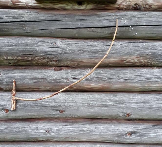 Ветка вверх - солнце, ясно. Ветка вниз - дождь, ненастье.