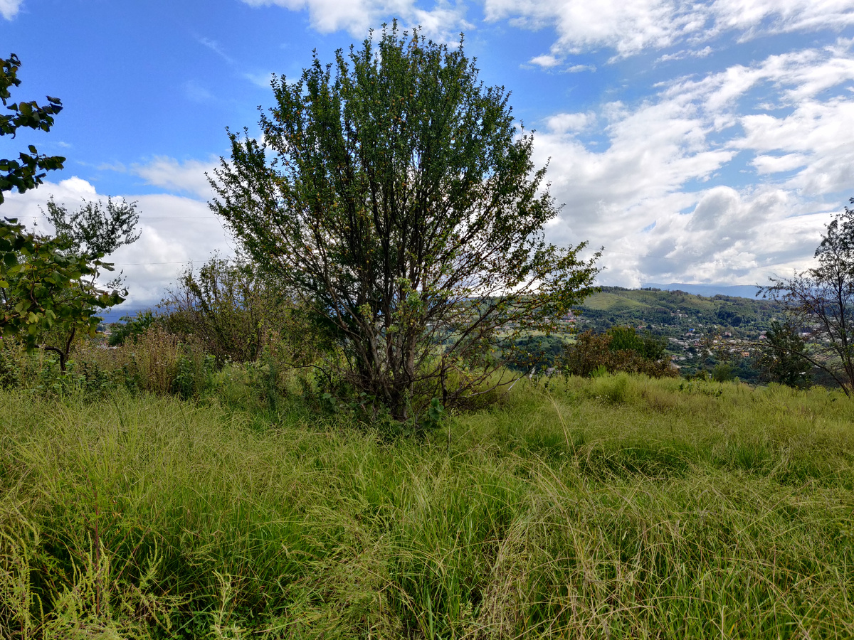 Почти на всех наших участках оставлены фруктовые деревья: хурма, яблони. 