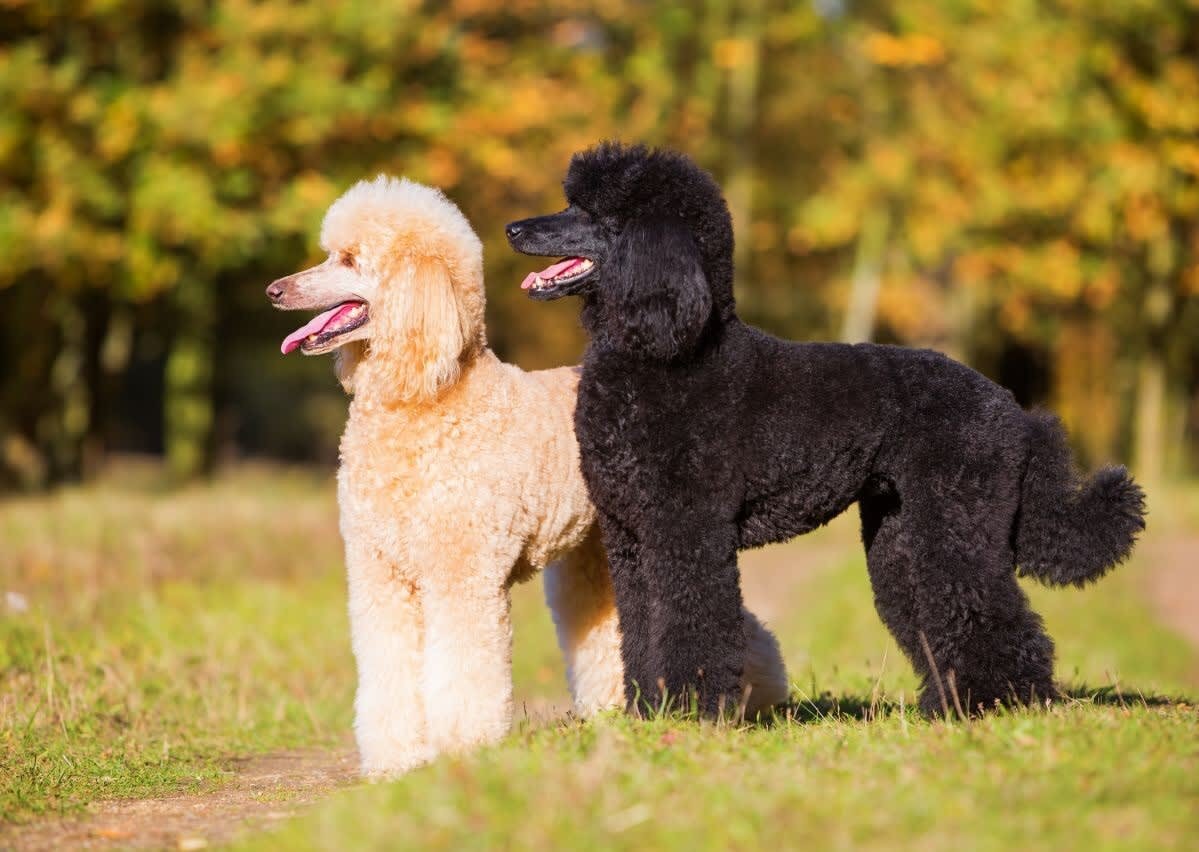 убегающий пудель. пудель с белыми пятнами. пудель малый белый. старый белый пудель. той пудель белый.