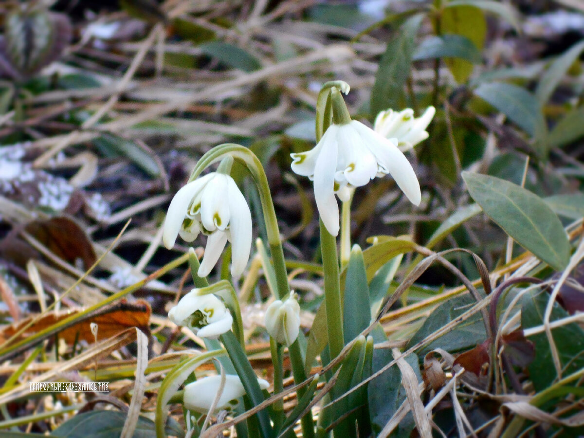 Галантус махровый
