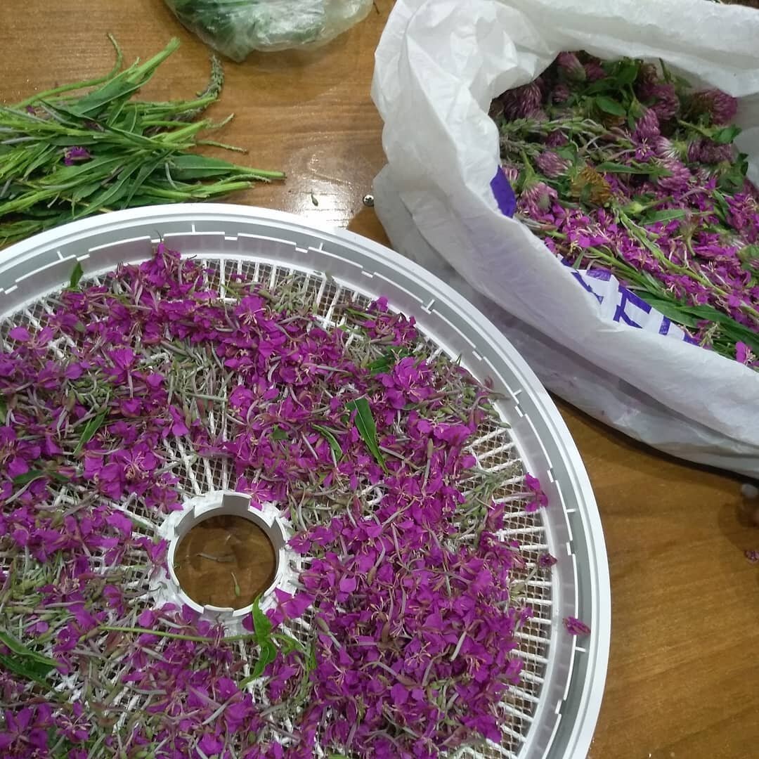Цвет кипрея. Подготовка к сушке. 