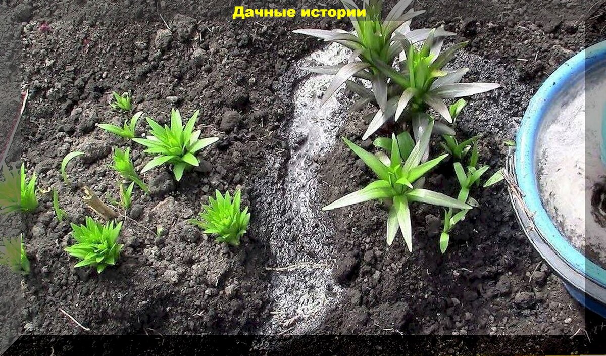 Чем подкормить лилии под зиму. Подкормка лилий. лилия перед цветением. лилия растение перед цветением. лилии поливают.