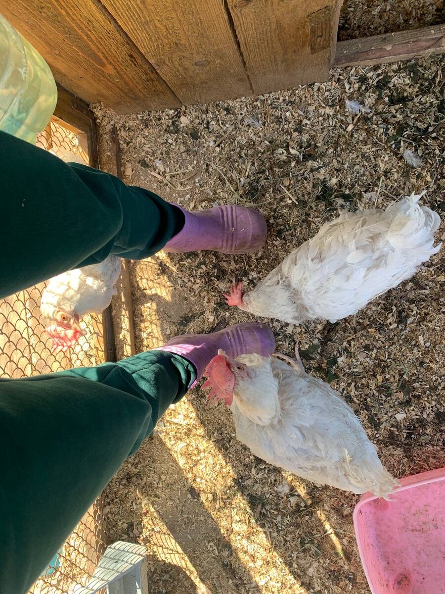 Быстро смекнули, что человек - это пища и защита 