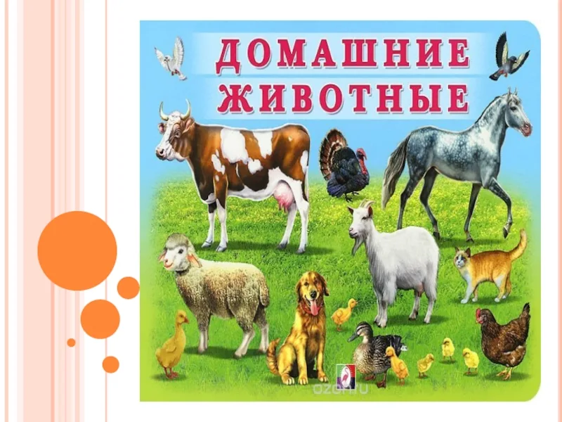 Проект на тему домашние животные 4 класс