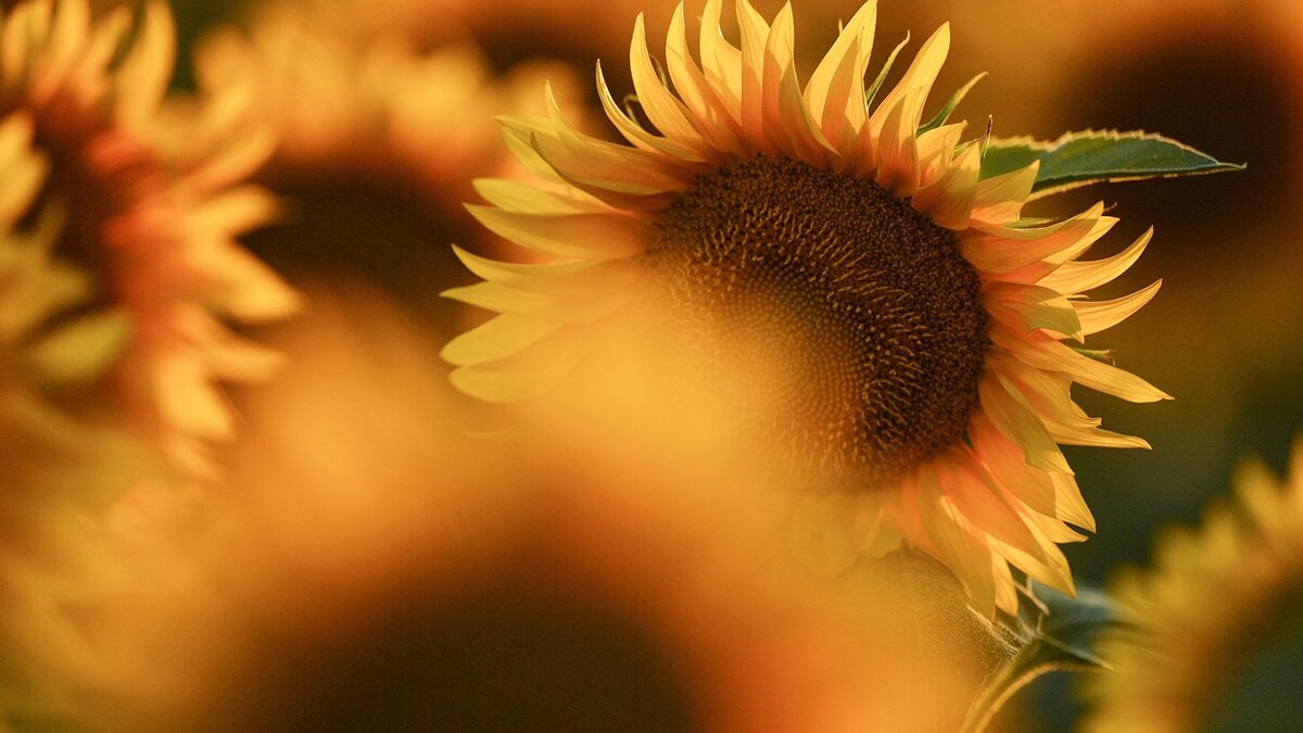    Цветение подсолнечника в Крыму© РИА Новости . Константин Михальчевский