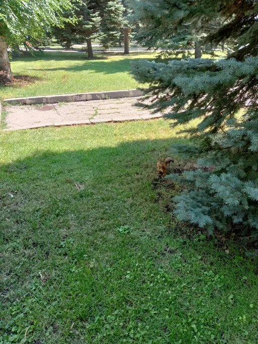 Белки в загородном парке
