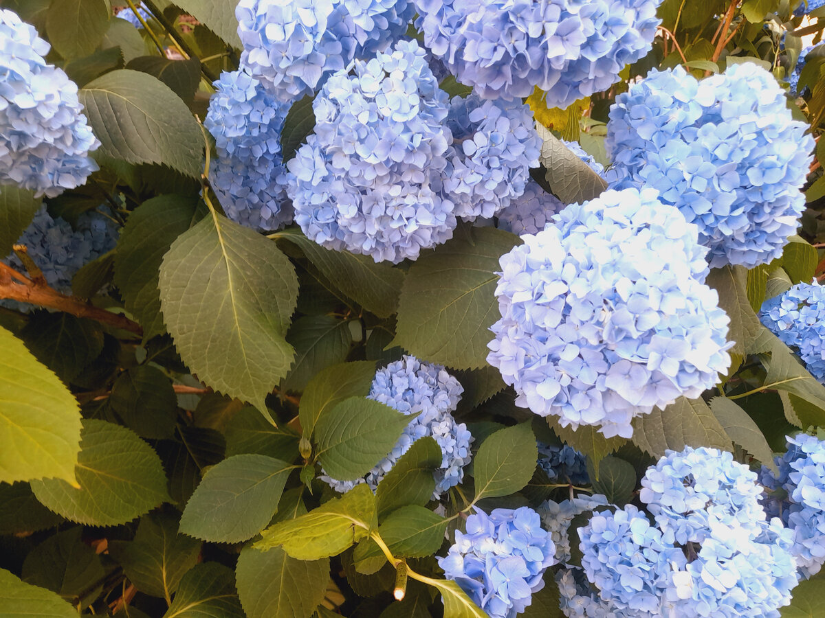 Вот такие гортензии растут на даче