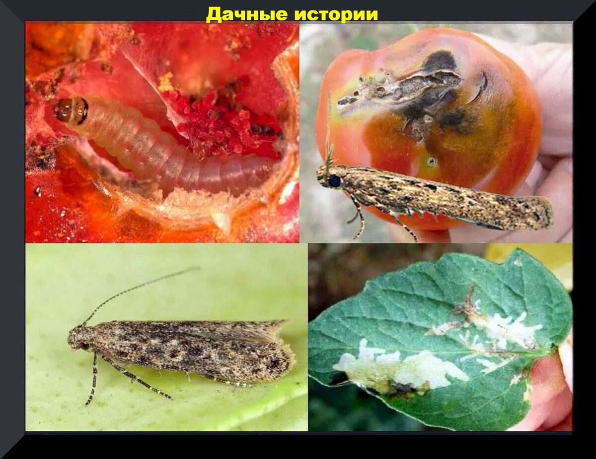 https://vk.com/photo-159774511_457261586. Томатная минирующая моль (tuta absoluta)