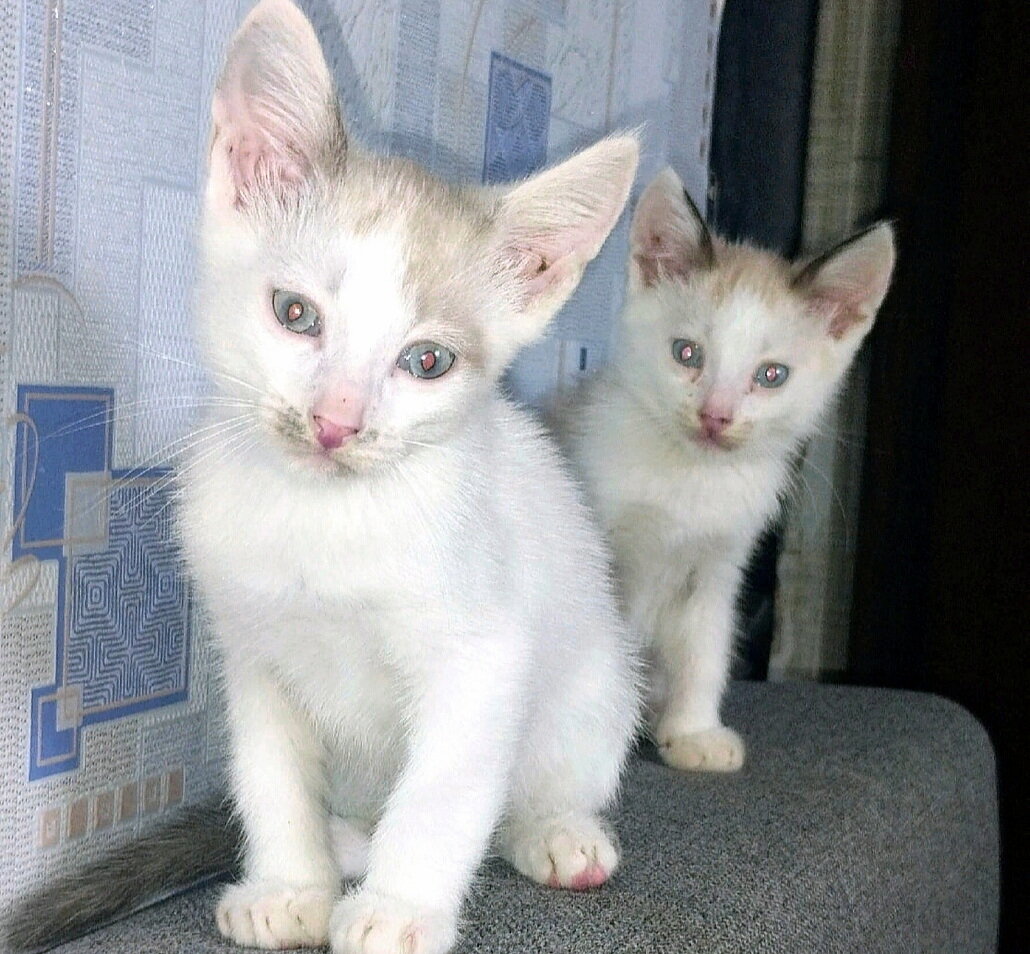 Симпатичные братики в поиске заботливой семьи