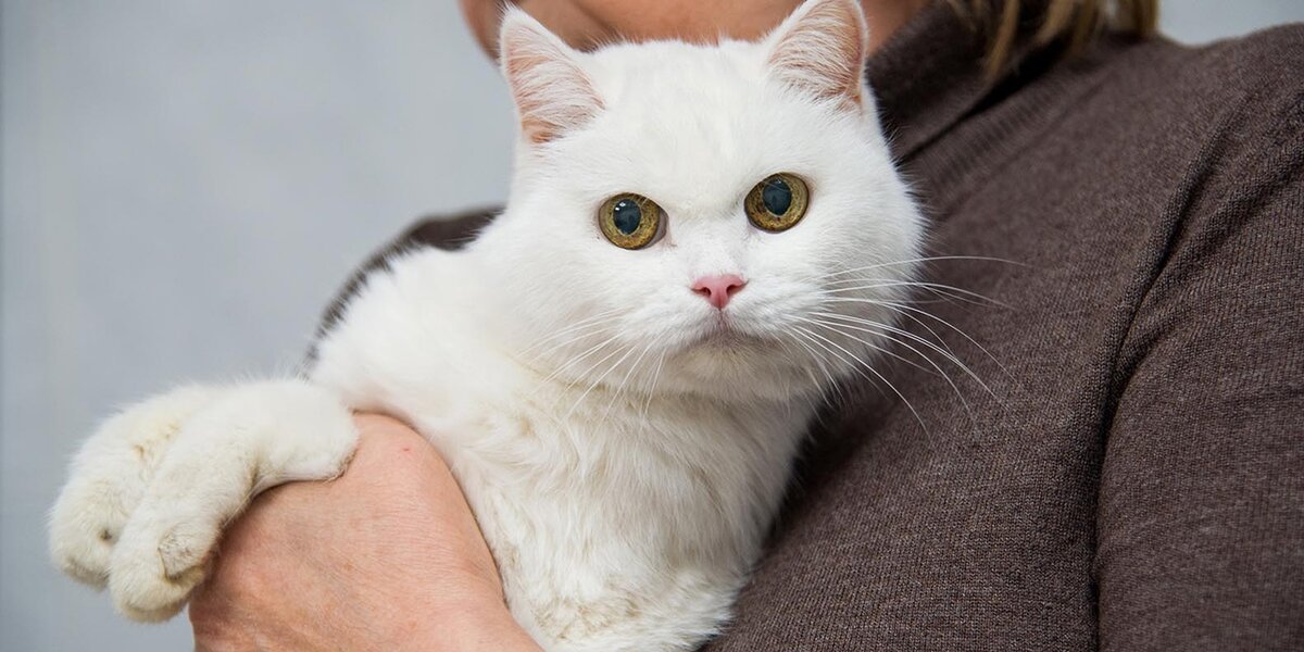 А мурлыкать они могут в том числе из благодарности за заботу.

Напоминаем, какие услуги есть в Москве, чтобы ваши кошка или кот были в порядке.