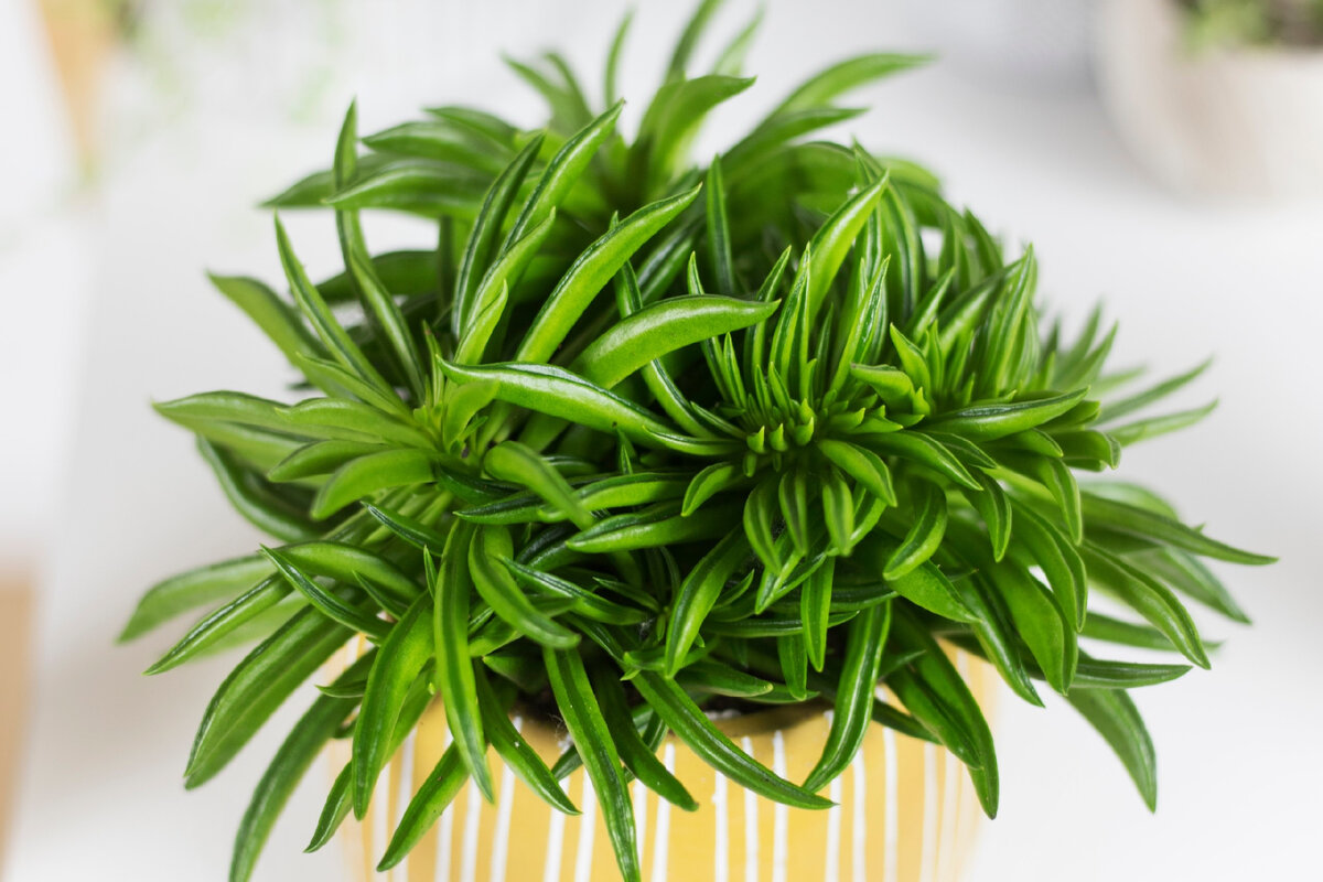 Пеперомия феррейра, фото из интернета