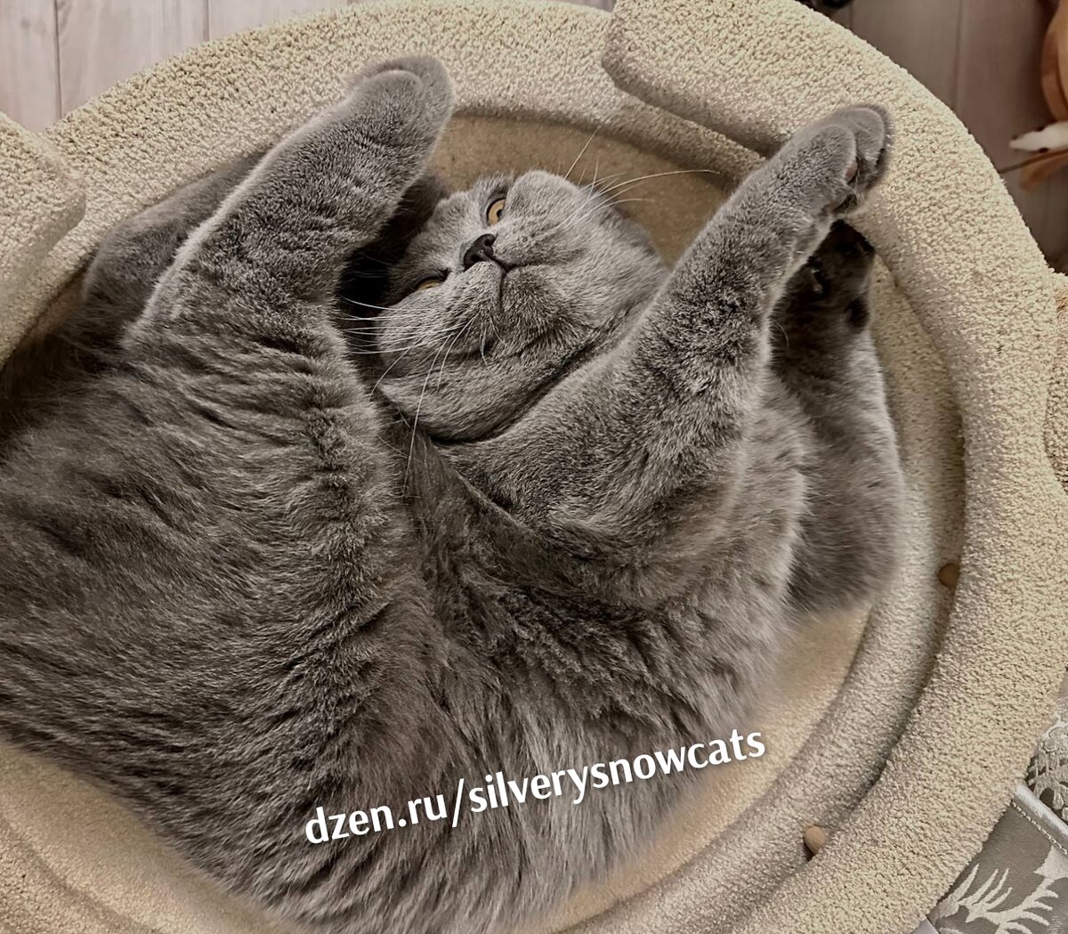 Полный пофигизм от британского котаВыпускник питомника британских кошек Silvery Snow 