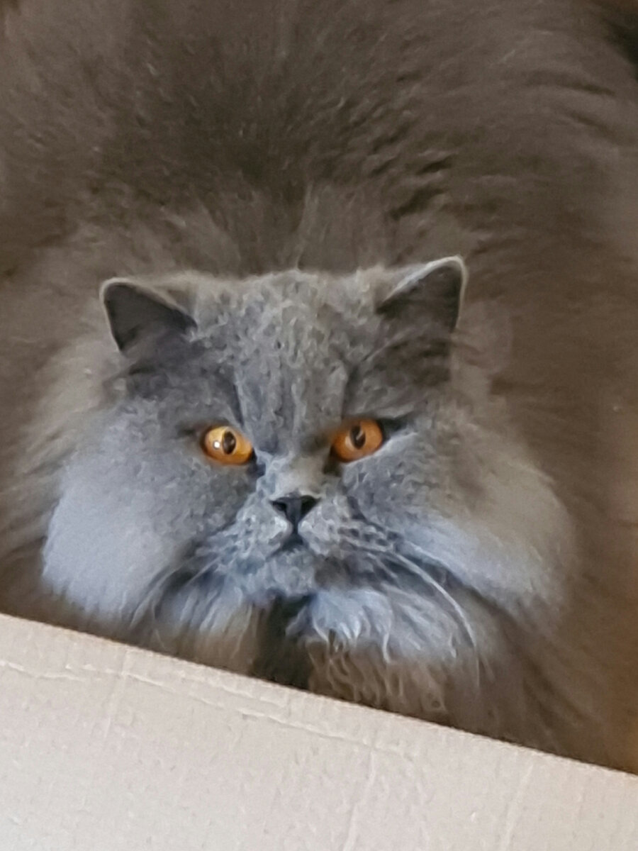 А теперь знакомьтесь. Это наша ПЛЮША.