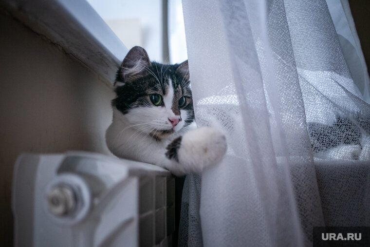    Одни возмутились решению включить отопление, другие же обрадовались долгожданному теплу