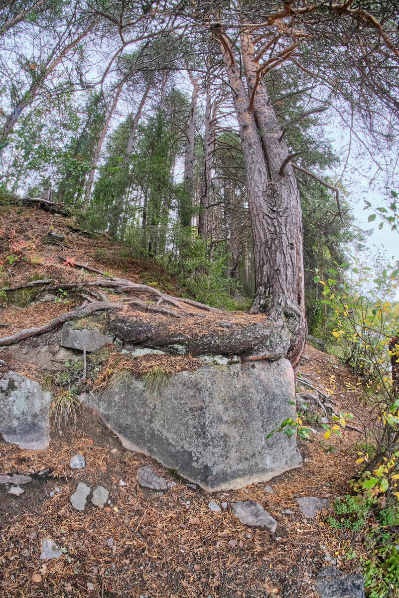 Вот такие растущие на камнях сосны попадаются по пути.