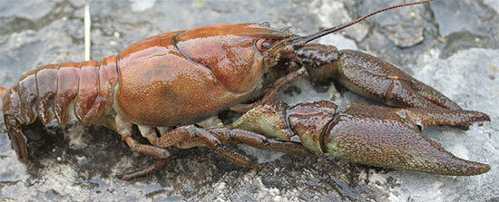 Фото 1. Речной рак