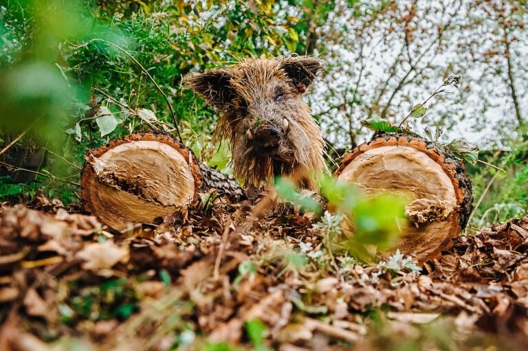 Голова кабана из болотной травы, где они прячутся и которая напоминает их шерсть
