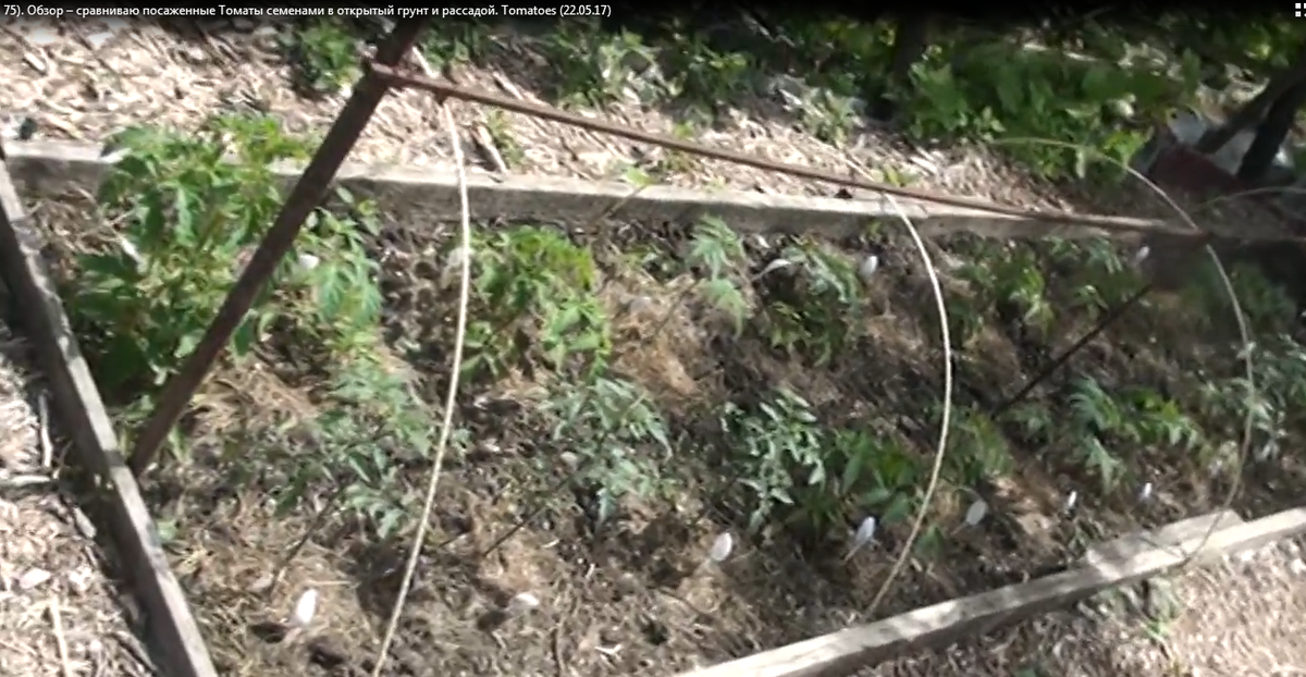 В этом видео я сравниваю посадки томатов в открытый грунт - посаженные рассадой и томаты Семенами в открытый грунт, то есть сразу на грядку (в апреле месяце я сеяла). Идет сильный дождь...